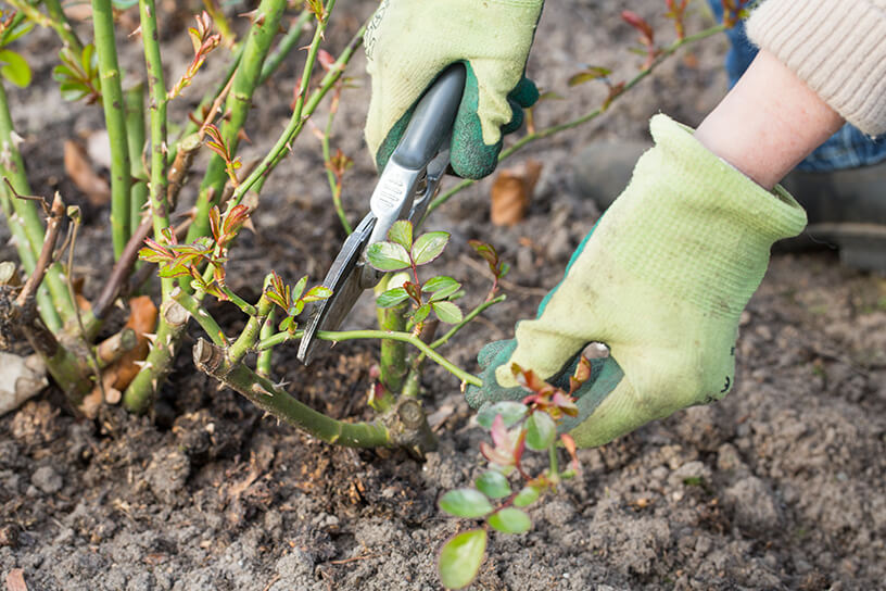Rozen aan het snoeien